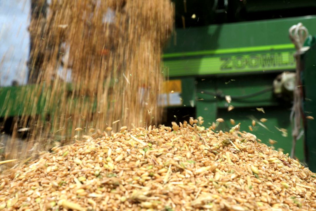 承載著希望的青稞，顆粒歸倉。洛克攝