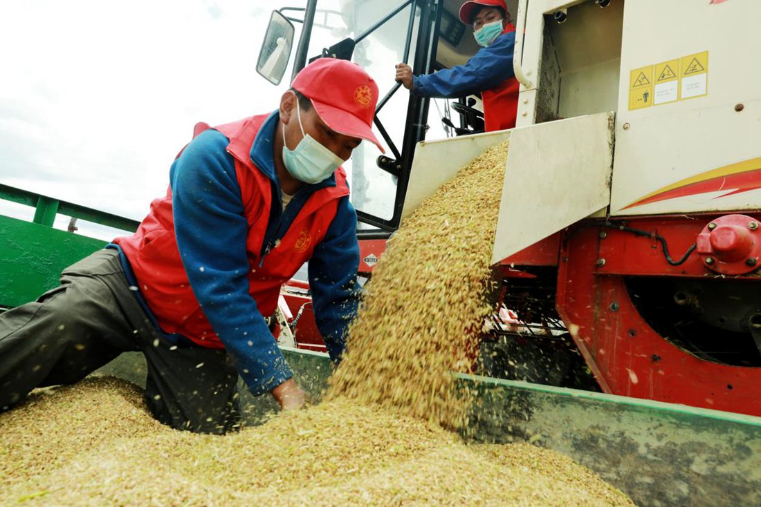疫情之下，志愿者是田間最美的風(fēng)景。洛克攝