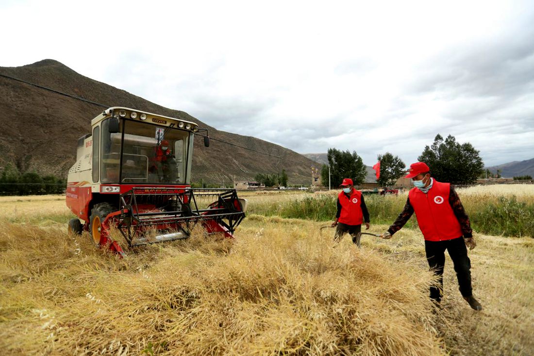 陣陣機(jī)械的轟鳴聲傳來豐收的喜悅。洛克攝