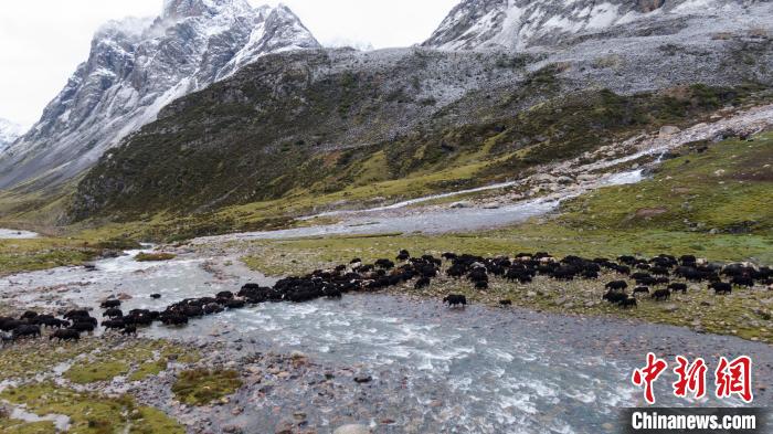 圖為轉(zhuǎn)場中的牦牛?！÷蹇?攝