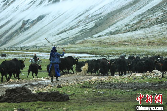 圖為牧民在趕牦牛?！÷蹇?攝