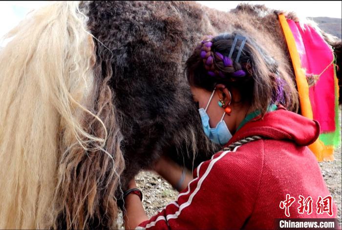 圖為牧民正在擠奶。　日喀則文聯(lián)供圖