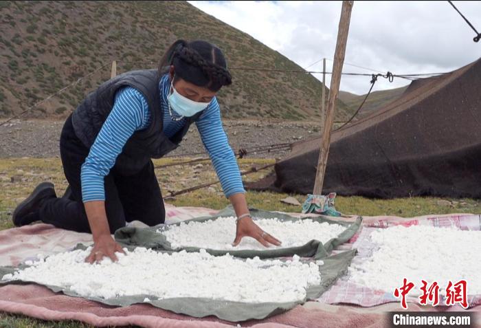 圖為牧民正在制作奶渣?！∪湛t文聯(lián)供圖