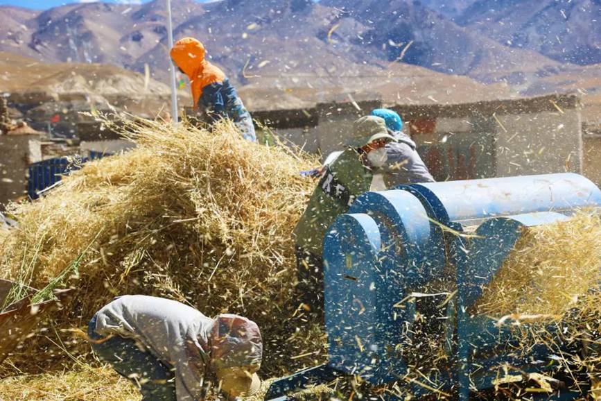 西藏吉?。簬愠两襟w驗秋收打場