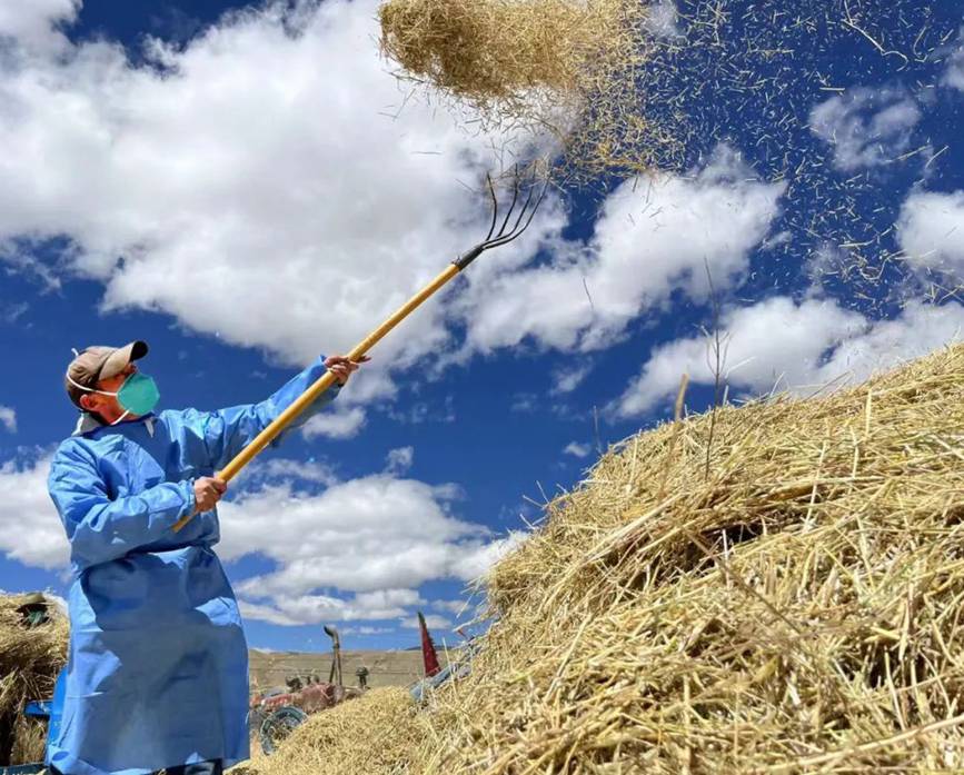 西藏吉?。簬愠两襟w驗秋收打場【6】