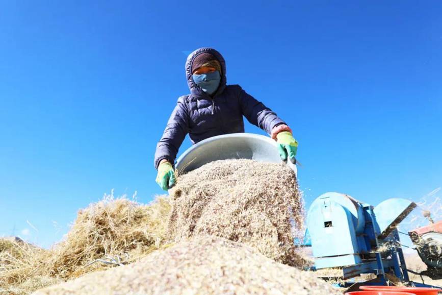 西藏吉隆：帶你沉浸式體驗秋收打場【8】