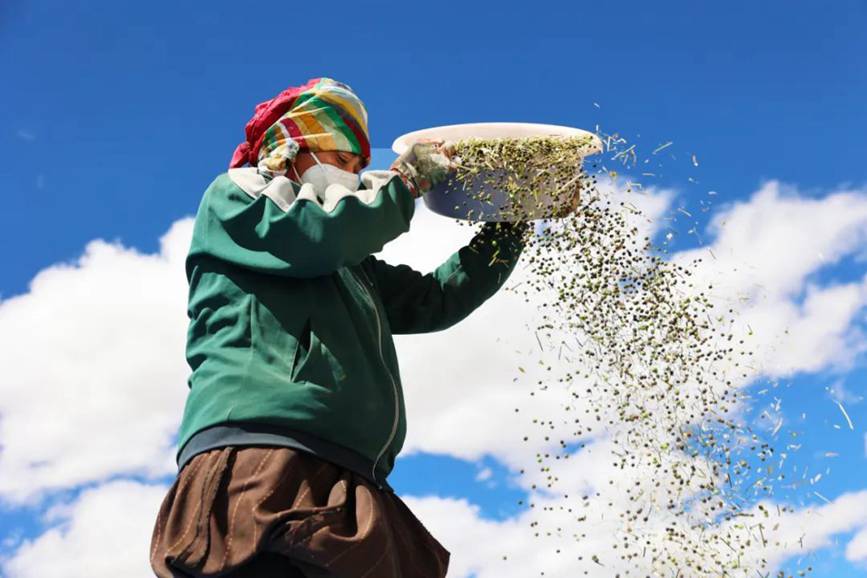 西藏吉?。簬愠两襟w驗秋收打場【11】