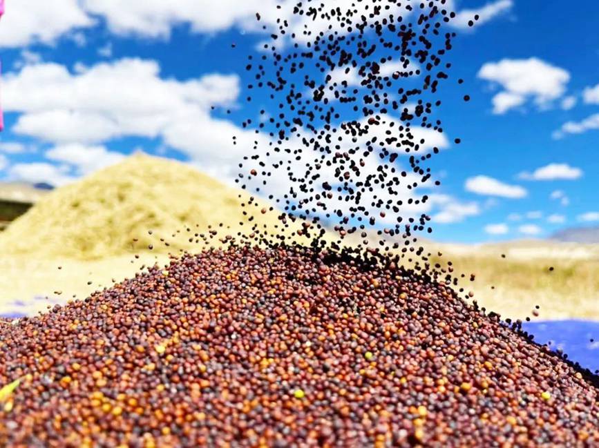 西藏吉?。簬愠两襟w驗秋收打場【13】