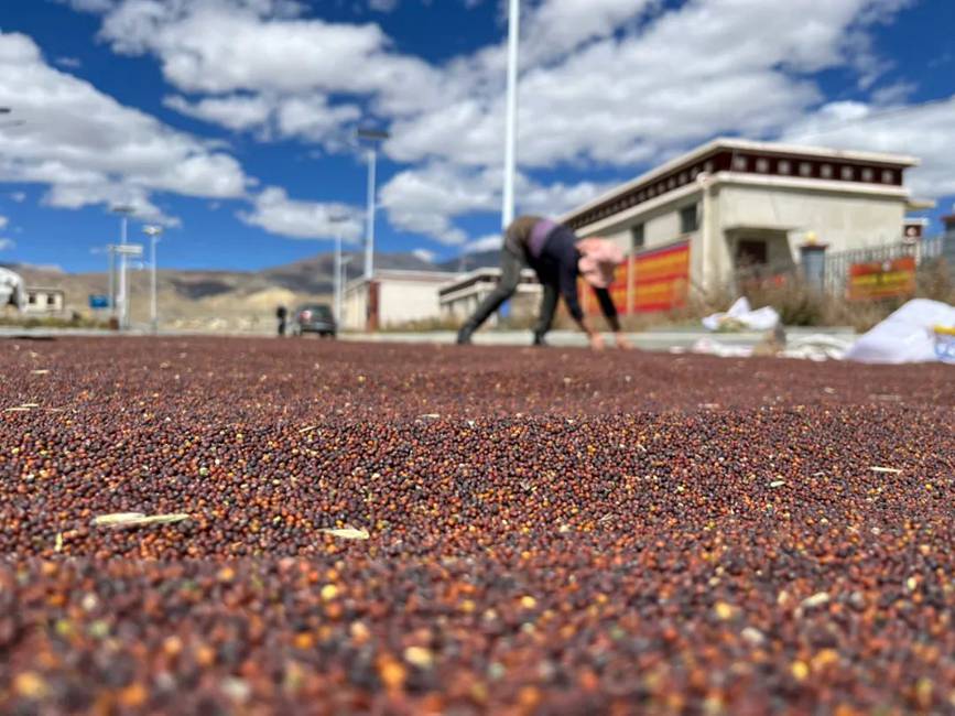 西藏吉?。簬愠两襟w驗秋收打場【15】