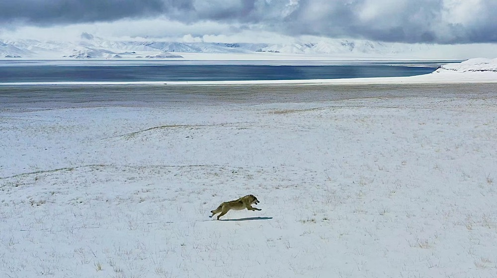 雪地里疾馳的阿里“狼”。