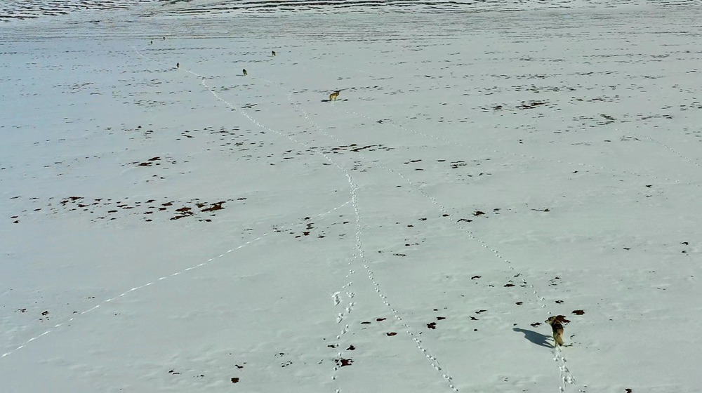 天地一色，狼群在雪地里不斷地向前奔跑。