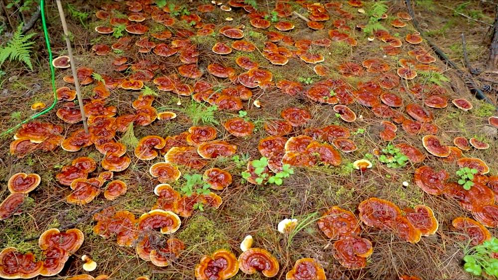 靈芝長勢喜人。