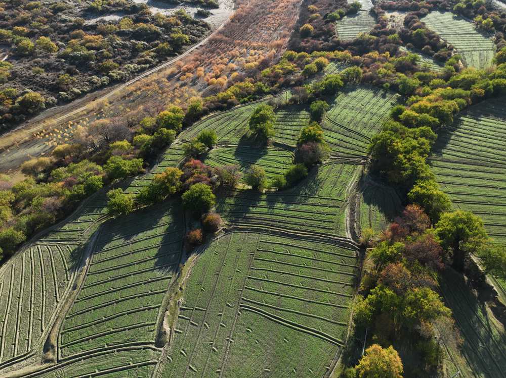 雅魯藏布江畔的高原梯田。