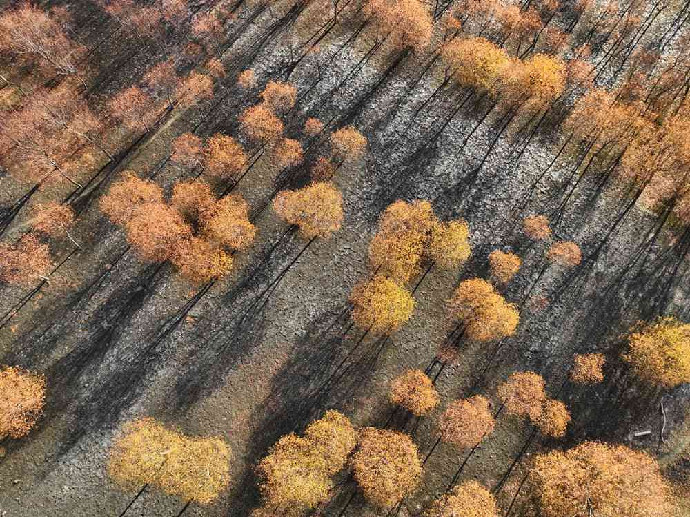 入冬時節(jié)，雅魯藏布江畔的樹林一片金黃。