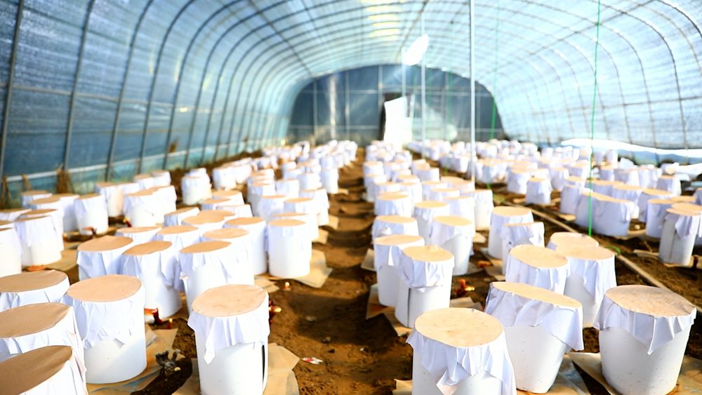 靈芝套袋。