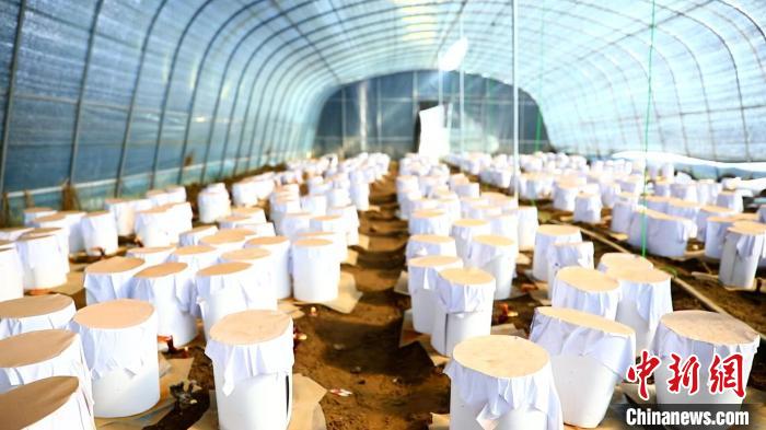 圖為靈芝套袋?！∴嚢?攝