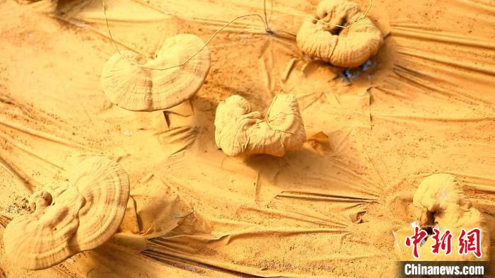 圖為靈芝基地內(nèi)孢子粉布滿塑料膜?！〉录?攝