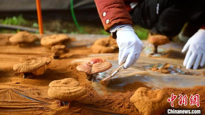 圖為農(nóng)民采收靈芝孢子粉?！〉录?攝