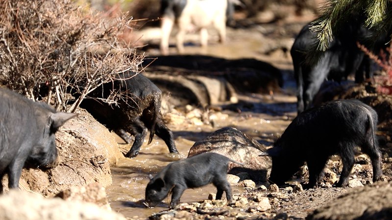藏香豬在喝水。