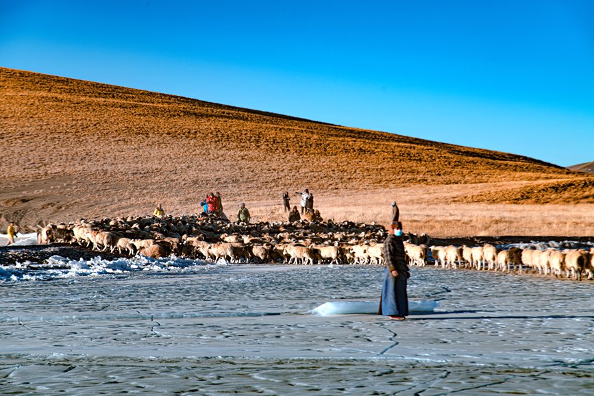 牧民趕著羊群，準(zhǔn)備通過冰面。 覃穎華攝