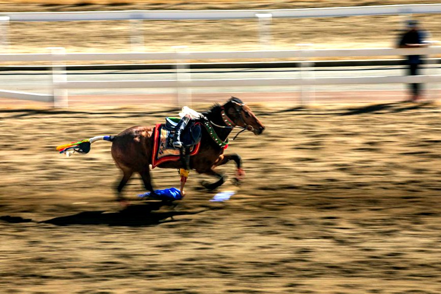 藏歷新年，精彩的馬術(shù)表演。張靜攝