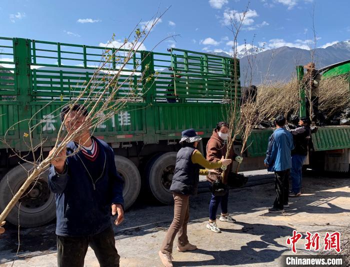 民眾搬運(yùn)苗木?！〔际忻⒖悼h委宣傳部供圖