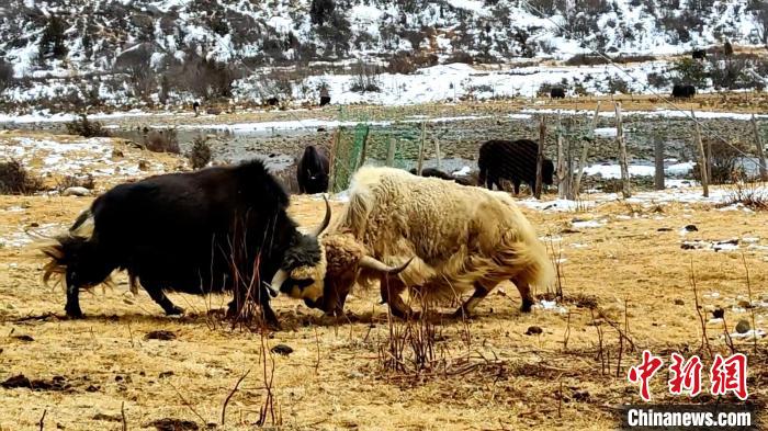 圖為角木那村生態(tài)散養(yǎng)的牦牛正在嬉戲?！“蜕Ｇ?　攝