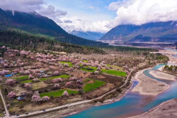 人間桃花源！林芝桃花有多絕？