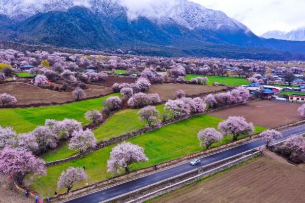 人間桃花源！林芝桃花有多絕？