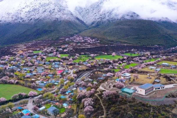 人間桃花源！林芝桃花有多絕？