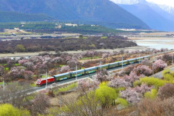 人間桃花源！林芝桃花有多絕？