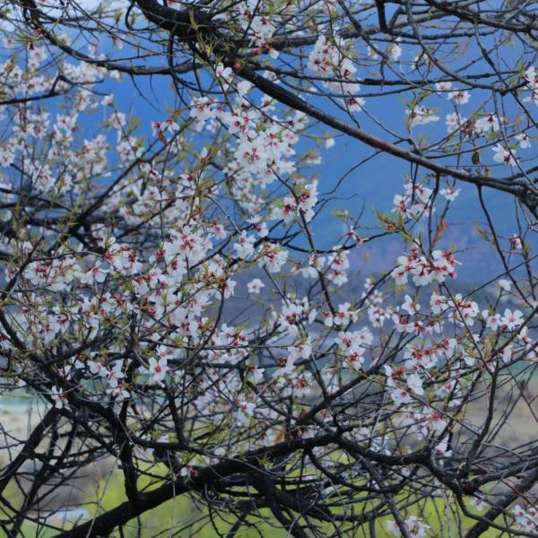 人間桃花源！林芝桃花有多絕？