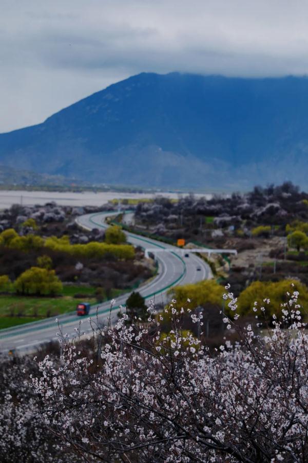 人間桃花源！林芝桃花有多絕？