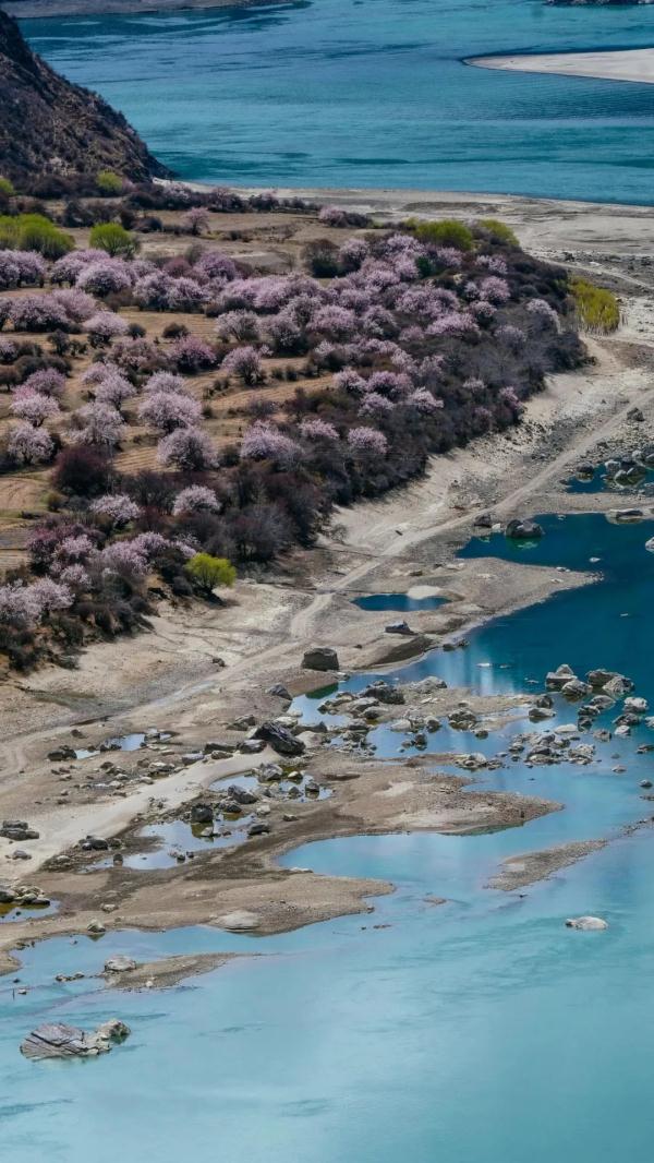 人間桃花源！林芝桃花有多絕？