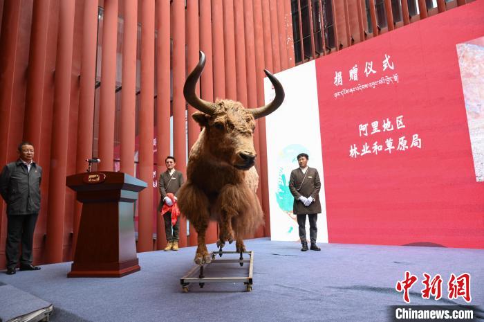 圖為阿里地區(qū)林草局捐贈的金絲野牦牛標本?！≮w朗 攝