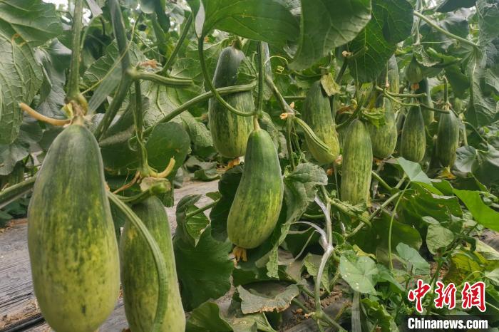 西藏海拔4400多米康馬縣甜瓜、西瓜豐收