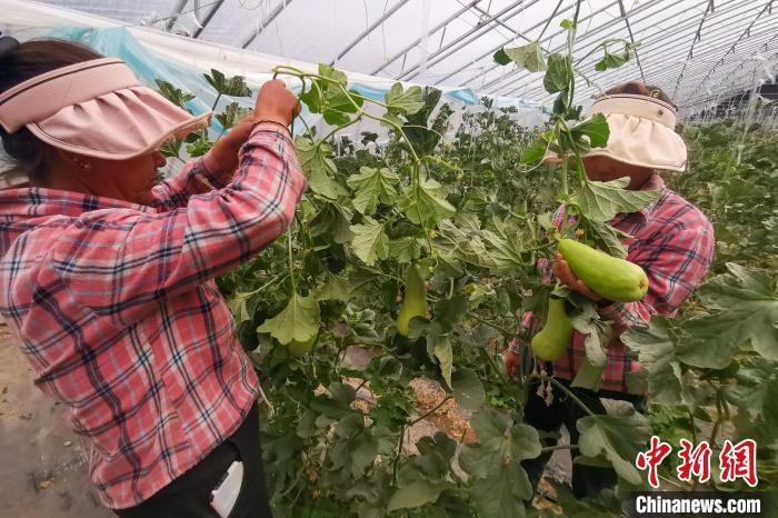 工作人員打理高原溫室大棚?！⒔ㄜ?攝