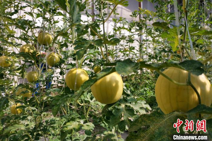 圖為康馬縣大棚內(nèi)的金太陽西瓜?！⒔ㄜ?攝
