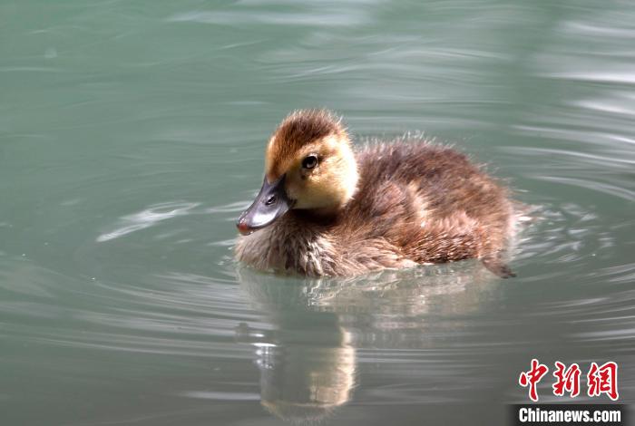 圖為6月22日，棲息在拉魯濕地的白眼潛鴨?！±盍?攝