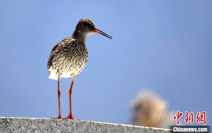 圖為6月22日，棲息在拉魯濕地的紅腳鷸。　李林 攝