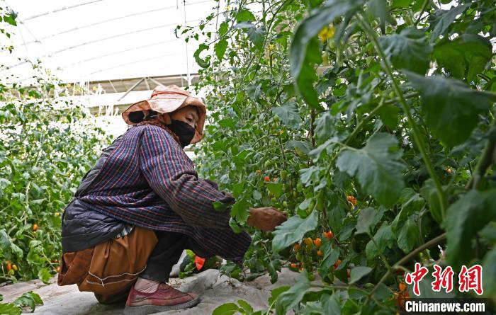 圖為巴珍在地里勞作?！≮w朗 攝