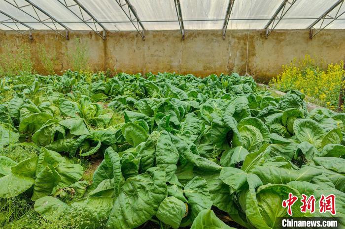 公珠湖執(zhí)勤點(diǎn)的大棚蔬菜，種菜是該執(zhí)勤點(diǎn)輪換民警們的日常?！↓埿▲P 攝