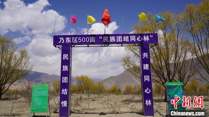 圖為“民族團結同心林”項目。　乃東融媒供圖