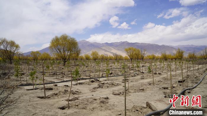圖為位于乃東區(qū)雅魯藏布江河畔的“民族團結同心林”已初具雛形。　乃東融媒供圖