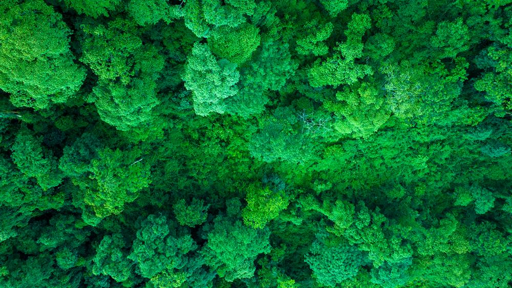 森林覆蓋率達(dá)到50%以上，滿(mǎn)目皆綠。益西曲批攝