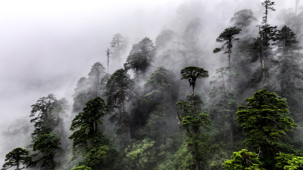 水霧蒸騰，滿(mǎn)目皆綠。張澤坤攝