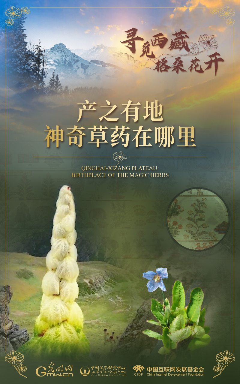 【尋覓西藏·格?；ㄩ_】產(chǎn)之有地：神奇草藥在哪里