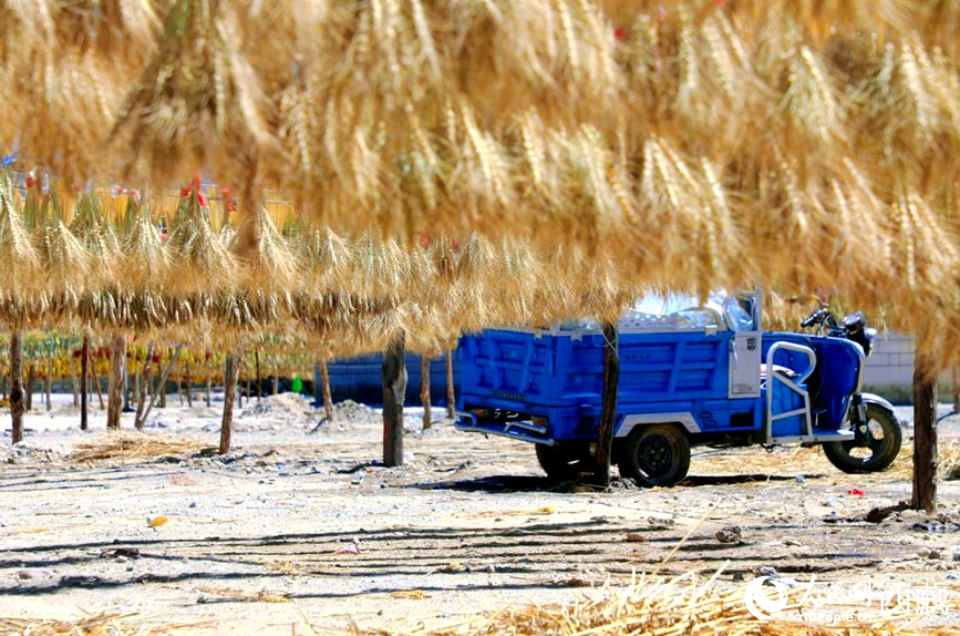 金燦燦的秋天，都是收獲。  人民網(wǎng) 李海霞攝