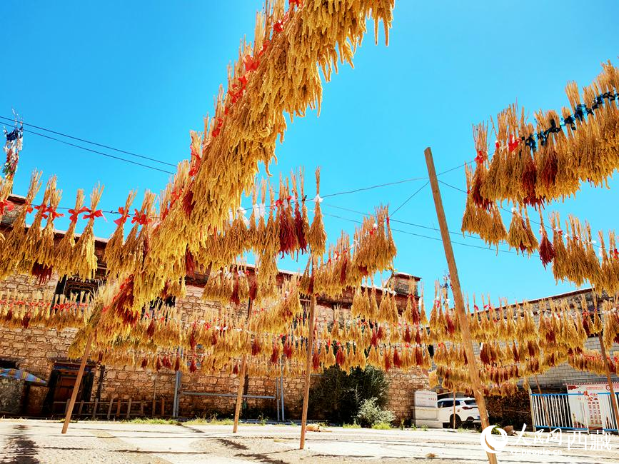 村子廣場(chǎng)上曬滿了糧食。 人民網(wǎng) 李海霞攝