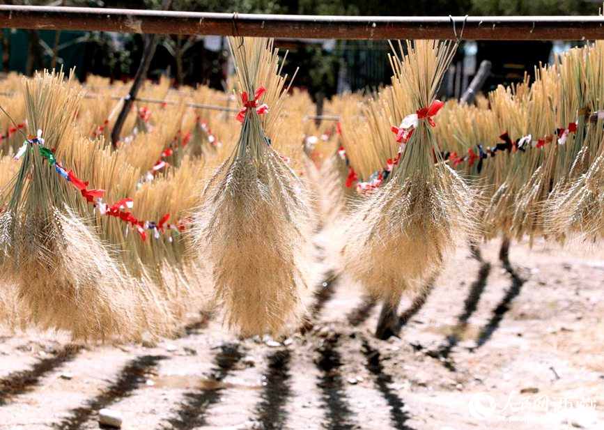 整個(gè)村莊沉浸在收獲的喜悅中。人民網(wǎng) 李海霞攝